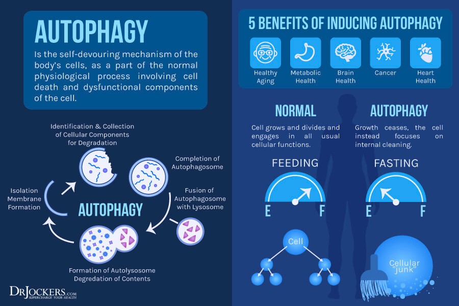 Autophagy